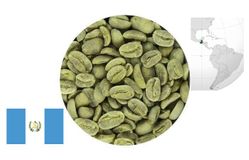 Кофе зеленый нежареный Arabica Guatemala Maragogype (Гватемала марагоджип) scr.18, washed