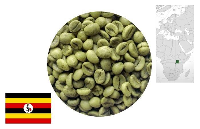 Кофе зеленый нежареный Robusta Uganda Screen 17/18